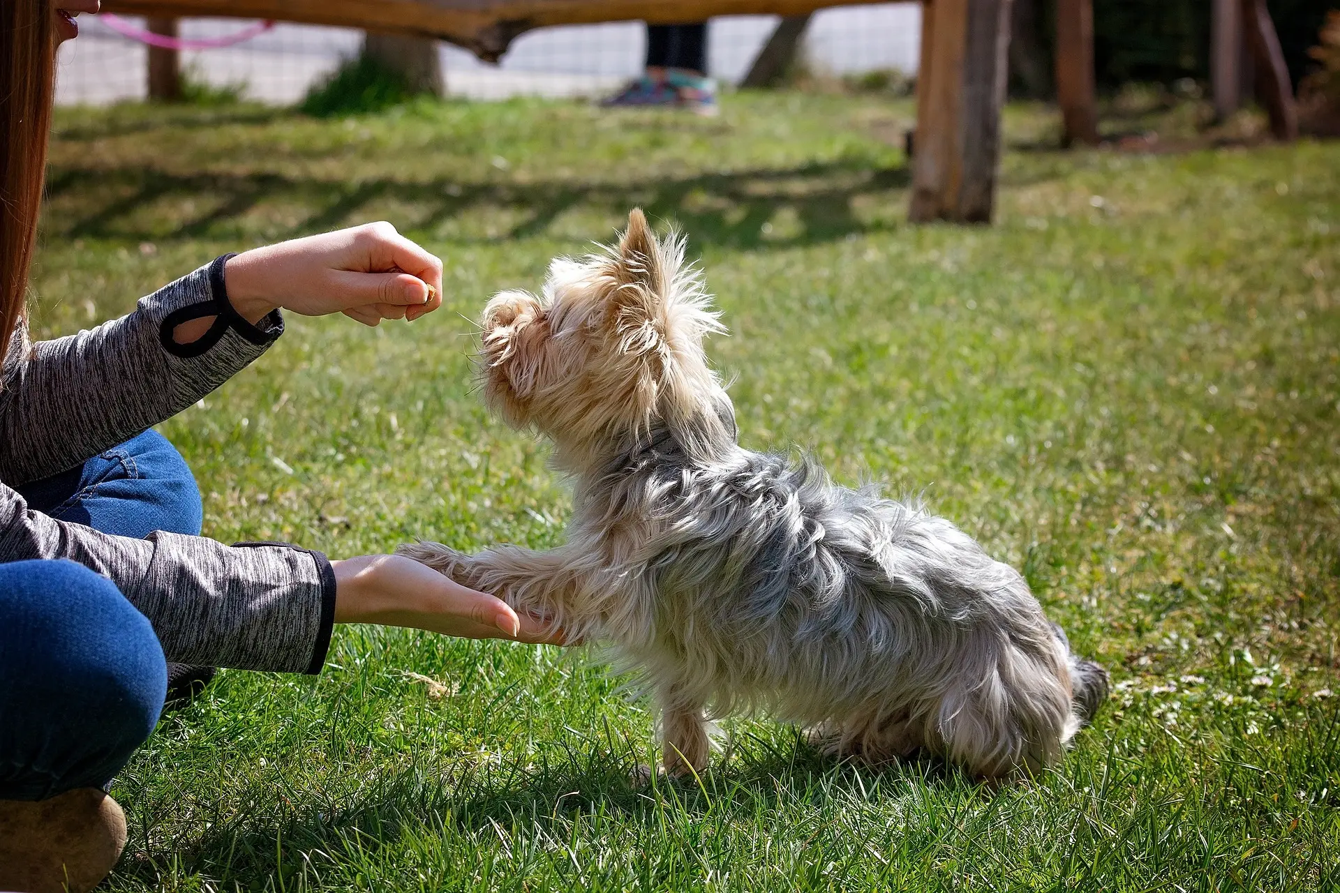 5 increíbles beneficios de entrenar a tu perro